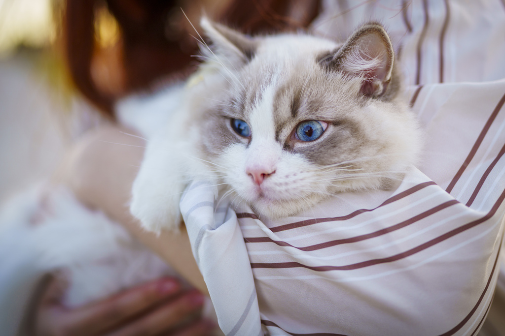 cats